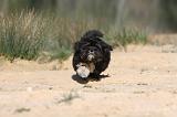 LHASSA APSO 023